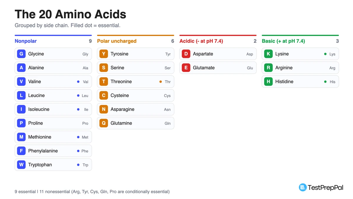 MCAT Amino Acid Chart: All 20 With Codes, Classes, and pKa Values